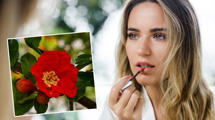 Hem faydası var hem rengi: Osmanlı kadınlarının favorisiydi Ruj gibi çiçek