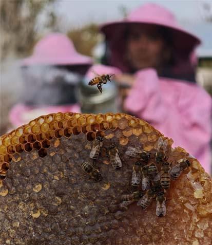 Van’da pembe kıyafetli kadın arıcılar Hem bal üretiyorlar hem de farkındalık