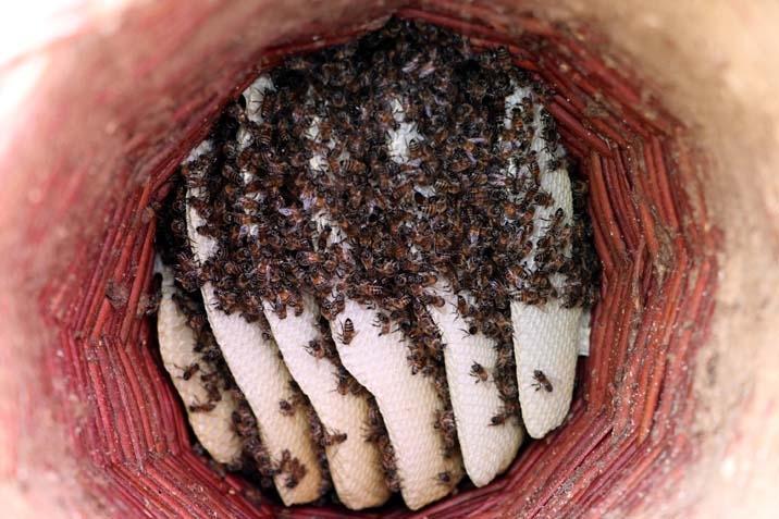 Van’da pembe kıyafetli kadın arıcılar Hem bal üretiyorlar hem de farkındalık