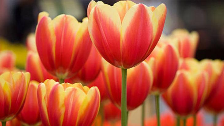 Bahçede lale devri yaşatmak isteyen şimdiden eksin Kimsenin bilmediği detay Bahçede lale devri yaşatmak isteyen şimdiden eksin Kimsenin bilmediği detay