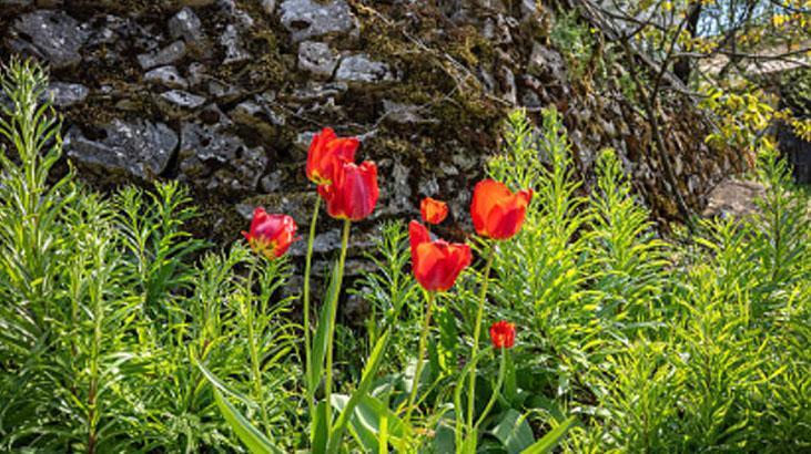 Bahçede lale devri yaşatmak isteyen şimdiden eksin Kimsenin bilmediği detay Bahçede lale devri yaşatmak isteyen şimdiden eksin Kimsenin bilmediği detay