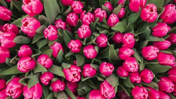 Bahçede lale devri yaşatmak isteyen şimdiden eksin Kimsenin bilmediği detay Bahçede lale devri yaşatmak isteyen şimdiden eksin Kimsenin bilmediği detay