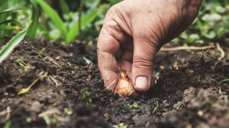 Bahçede lale devri yaşatmak isteyen şimdiden eksin Kimsenin bilmediği detay Bahçede lale devri yaşatmak isteyen şimdiden eksin Kimsenin bilmediği detay