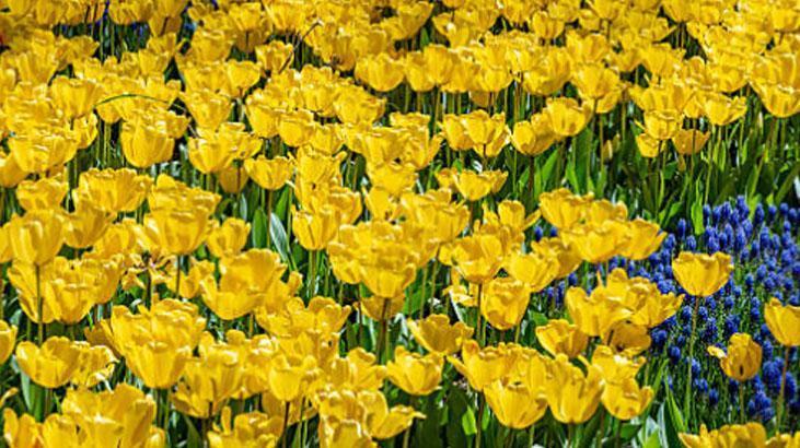 Bahçede lale devri yaşatmak isteyen şimdiden eksin Kimsenin bilmediği detay Bahçede lale devri yaşatmak isteyen şimdiden eksin Kimsenin bilmediği detay