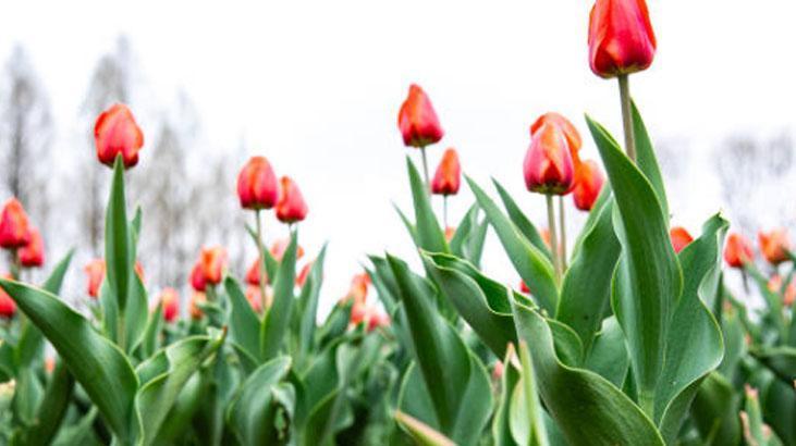 Bahçede lale devri yaşatmak isteyen şimdiden eksin Kimsenin bilmediği detay Bahçede lale devri yaşatmak isteyen şimdiden eksin Kimsenin bilmediği detay