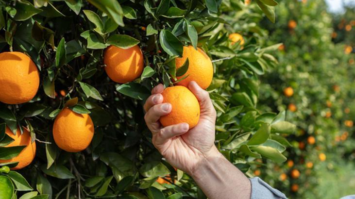 Kabuğu vitamin değil zehir saçıyor Önce fırçalayın, rendelemek ömürden çalıyor Kabuğu vitamin değil zehir saçıyor Önce fırçalayın, rendelemek ömürden çalıyor