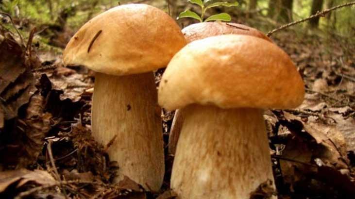 Padişah Mantarı/İmparator Mantarı nedir, ülkemizde hangi bölgelerde yetişir