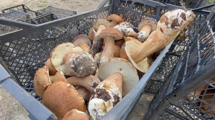 Padişah Mantarı/İmparator Mantarı nedir, ülkemizde hangi bölgelerde yetişir