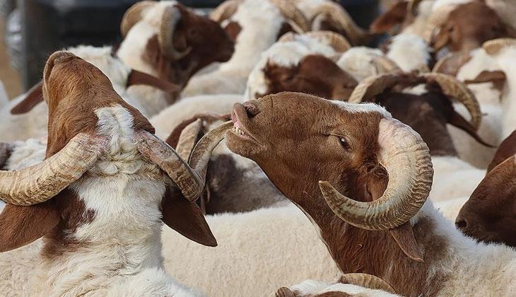 KURBAN BAYRAMI TAKVİMİ 2026 || Kurban Bayramı ne zaman Kurban Bayramı tatili kaç gün olacak