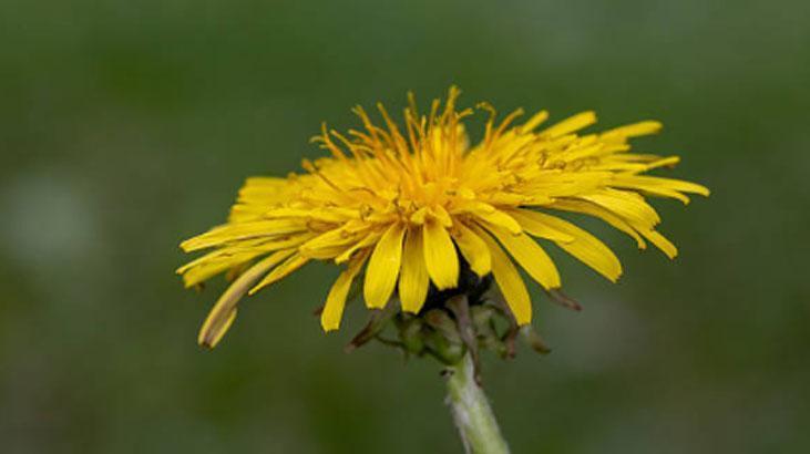 Avrupa’da zeka ilacı, Türkiyede var ama bilen yok Yol kenarındaki mucize