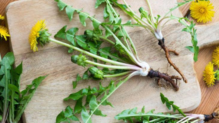 Avrupa’da zeka ilacı, Türkiyede var ama bilen yok Yol kenarındaki mucize