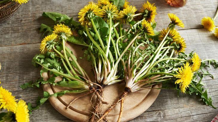 Avrupa’da zeka ilacı, Türkiyede var ama bilen yok Yol kenarındaki mucize