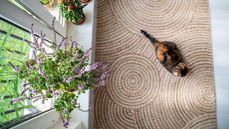 Jüt halıları böyle temizleyin Nemliyken formu bozuluyor, haftada 3 yapmanız yeterli