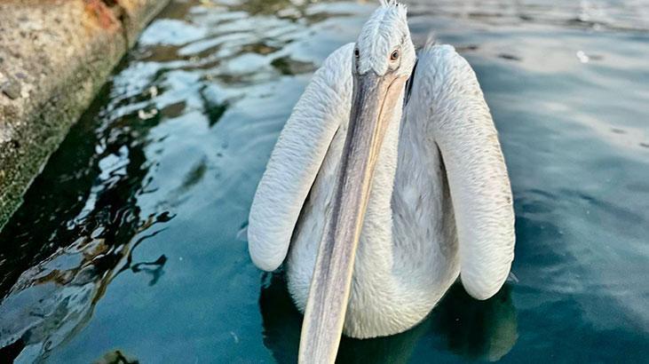 Sahile çıkan pelikanı, vatandaşlar balıkla besledi