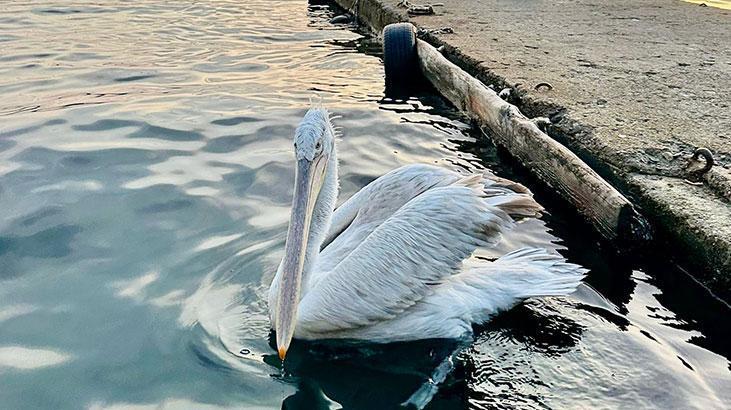 Sahile çıkan pelikanı, vatandaşlar balıkla besledi