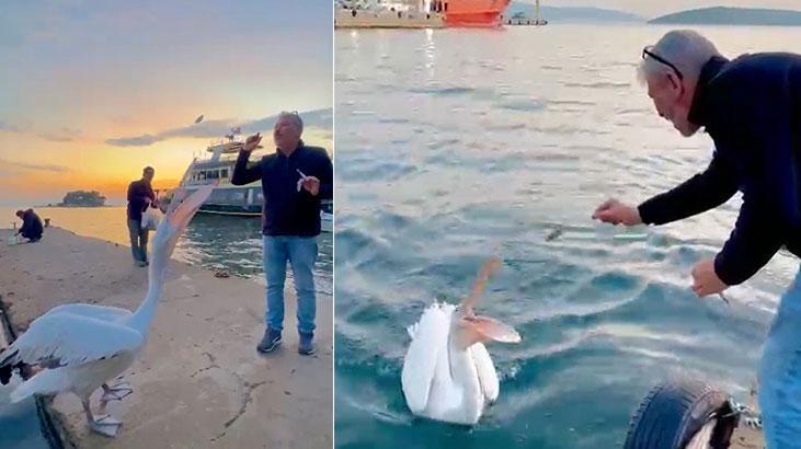 Sahile çıkan pelikanı, vatandaşlar balıkla besledi