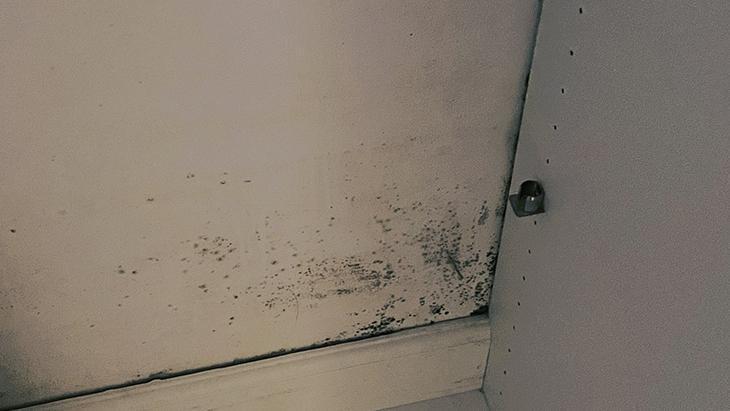 Ahşabın içine sızıp yok ediyor Karbonatlı macun tek çözüm, herkesin evinde var