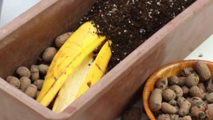 Muz kabuğuyla aloe verayı karıştırın Evdeki çiçekleri coşturuyor: 30 saniyede hazır