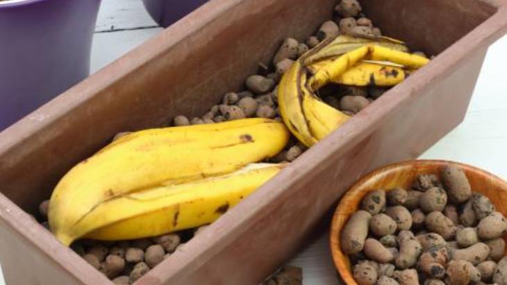 Muz kabuğuyla aloe verayı karıştırın Evdeki çiçekleri coşturuyor: 30 saniyede hazır