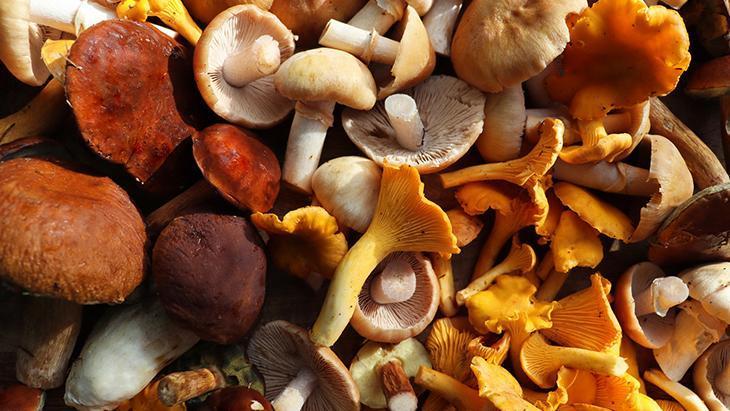 ‘Ormanda toplanan mantarların hepsi risk içeriyor’