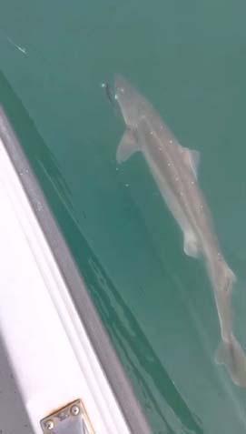 Kentte köpek balığı kabusu ‘Kıyıya kadar gelmiş, 3 metrelik tuttuğum da oldu’