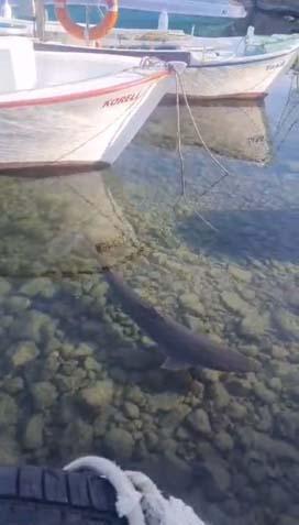 Kentte köpek balığı kabusu ‘Kıyıya kadar gelmiş, 3 metrelik tuttuğum da oldu’