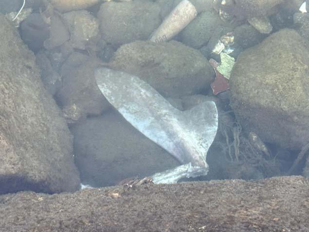 SON YILLARDA KÖPEK BALIKLARININ ARTTIĞINI GÖRÜYORUZ