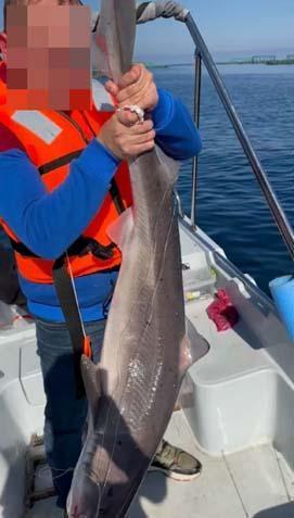 Kentte köpek balığı kabusu ‘Kıyıya kadar gelmiş, 3 metrelik tuttuğum da oldu’