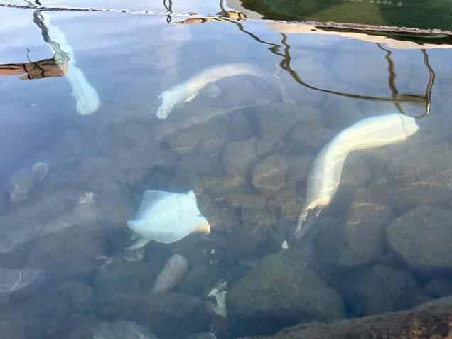 Kentte köpek balığı kabusu ‘Kıyıya kadar gelmiş, 3 metrelik tuttuğum da oldu’