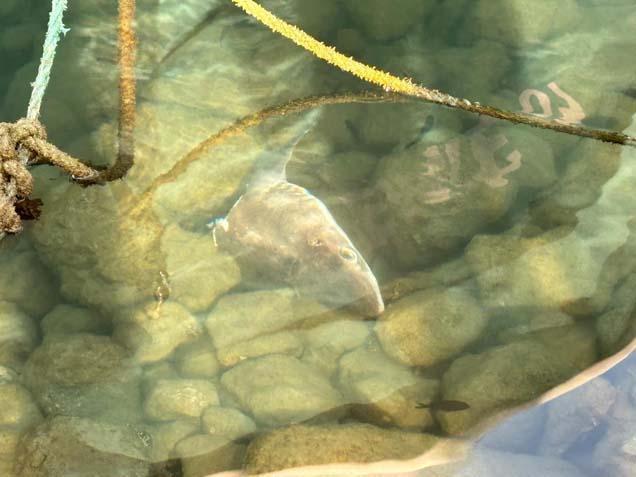 3 METRELİK KÖPEK BALIĞI TUTTUĞUM OLDU