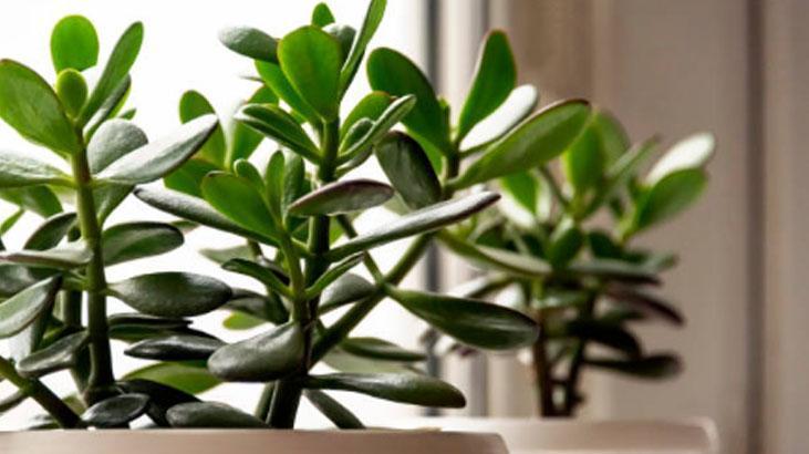 Japonların evinden eksik etmediği tek çiçek Girişe koyun, enerjiyi değiştiriyor