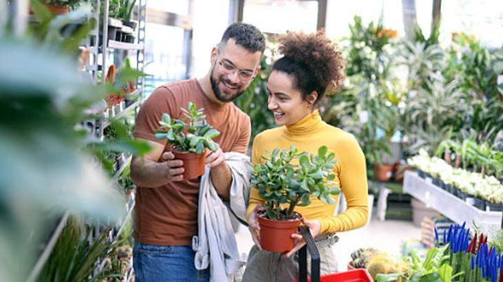 Japonların evinden eksik etmediği tek çiçek Girişe koyun, enerjiyi değiştiriyor