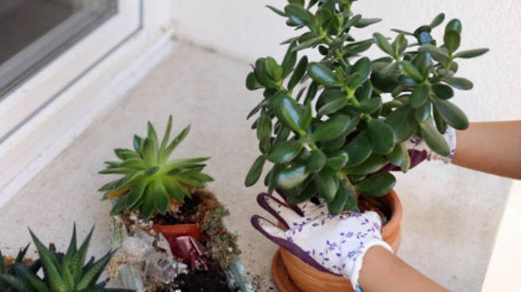 Japonların evinden eksik etmediği tek çiçek Girişe koyun, enerjiyi değiştiriyor