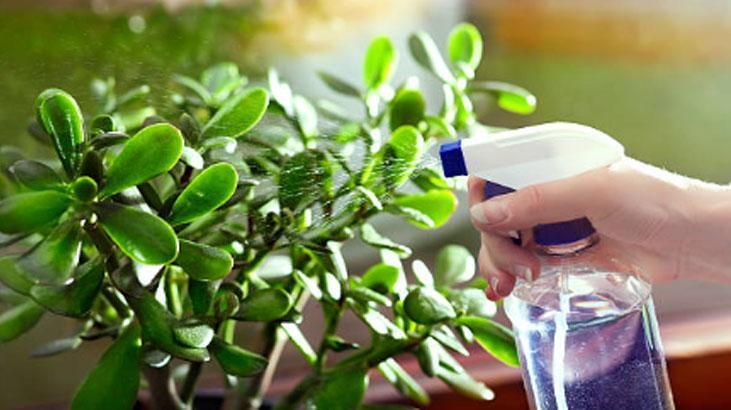 Japonların evinden eksik etmediği tek çiçek Girişe koyun, enerjiyi değiştiriyor