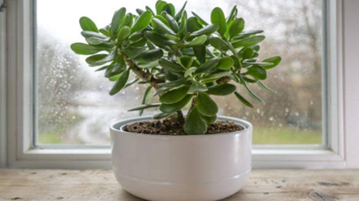 Japonların evinden eksik etmediği tek çiçek Girişe koyun, enerjiyi değiştiriyor