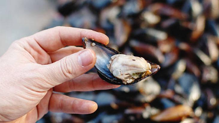 Taze değilse riskli, bozuk midye vücudu mahvediyor Su testiyle sonucu hemen öğrenin