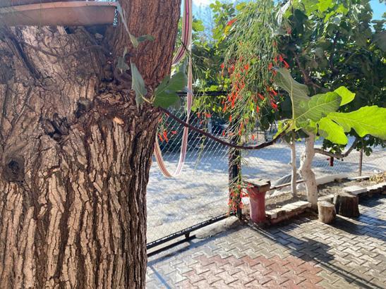 Budadığı dut ağacından çıktı: Allah’ın takdiri bu yapacak bir şey yok