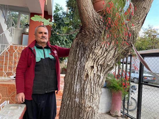 Budadığı dut ağacından çıktı: Allah’ın takdiri bu yapacak bir şey yok