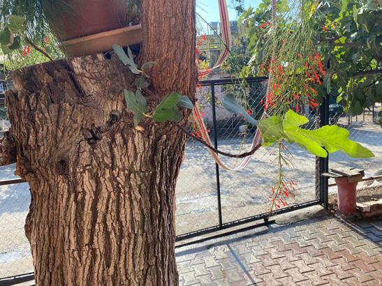 Budadığı dut ağacından çıktı: Allah’ın takdiri bu yapacak bir şey yok