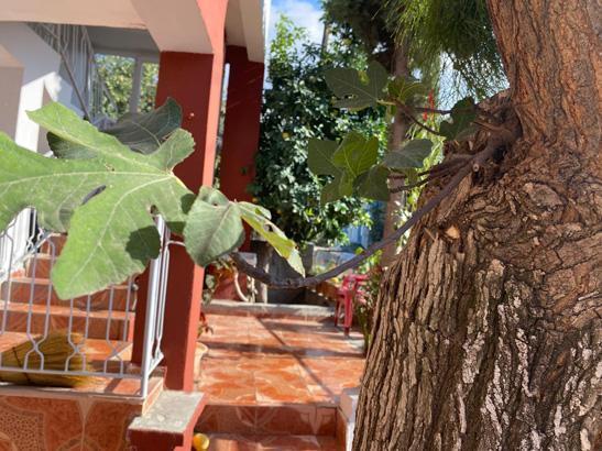 Budadığı dut ağacından çıktı: Allah’ın takdiri bu yapacak bir şey yok