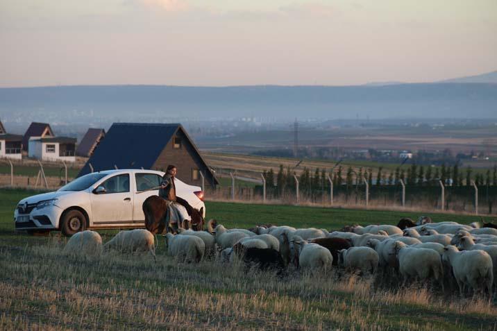 9 yaşında bir çoban İşte küçük Ayşe’nin en büyük hayali: ‘Hayvanları çok seviyorum’