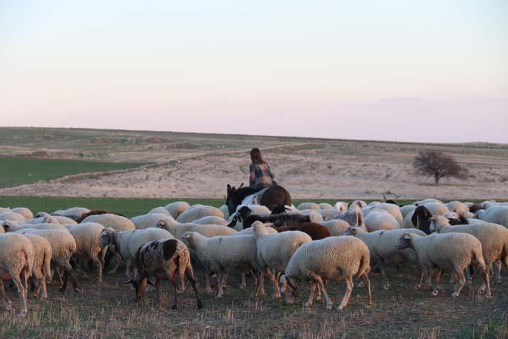 9 yaşında bir çoban İşte küçük Ayşe’nin en büyük hayali: ‘Hayvanları çok seviyorum’