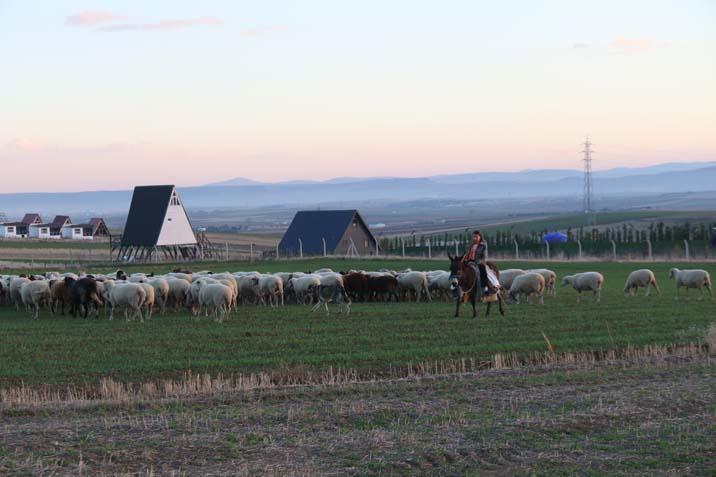 9 yaşında bir çoban İşte küçük Ayşe’nin en büyük hayali: ‘Hayvanları çok seviyorum’