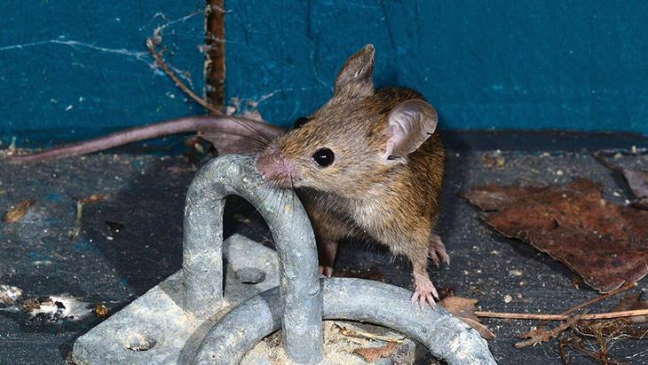 Çatı arasından eve sızıyor Büyükşehirlerde yaşayanların bile baş belası