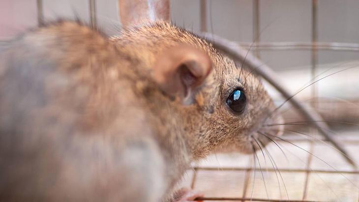 Çatı arasından eve sızıyor Büyükşehirlerde yaşayanların bile baş belası