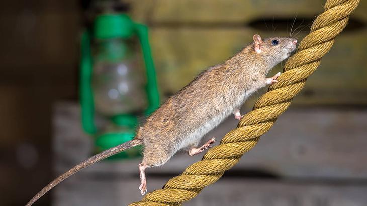 Çatı arasından eve sızıyor Büyükşehirlerde yaşayanların bile baş belası