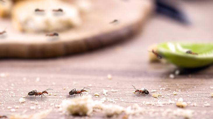 2- Yem tuzağı kullanın