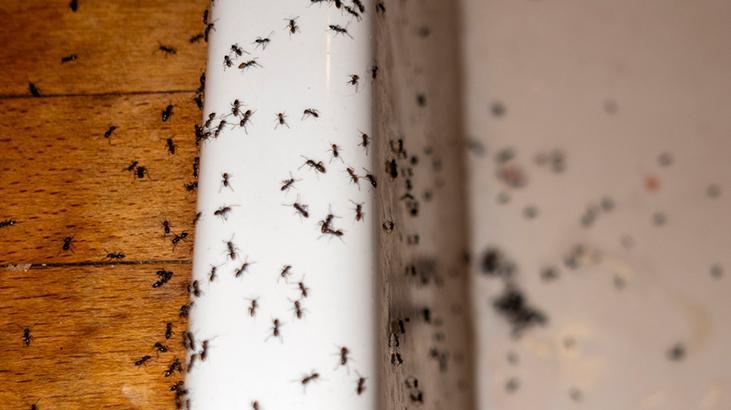 3- Evin hijyenini koruyun