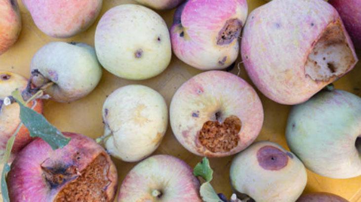 Çürük elmalar tarihe karışıyor, sıcakta ezilmiyor Sandığınızdan daha basit