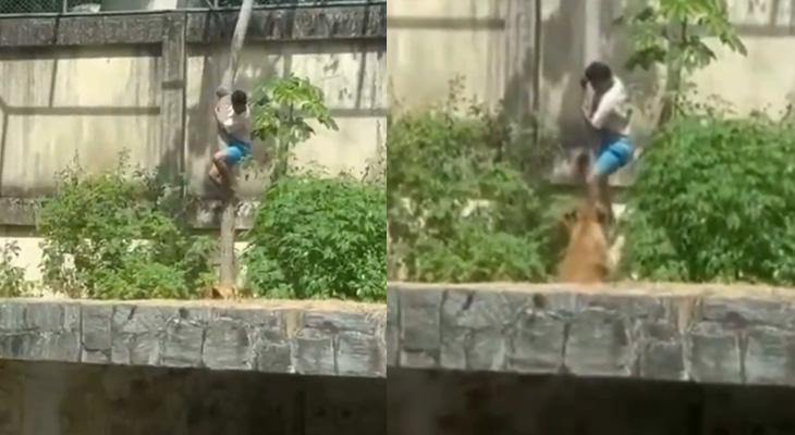 Dehşet anları kamerada! Hayvanat bahçesinde aslanın kafesine girdi, feci şekilde hayatını kaybetti